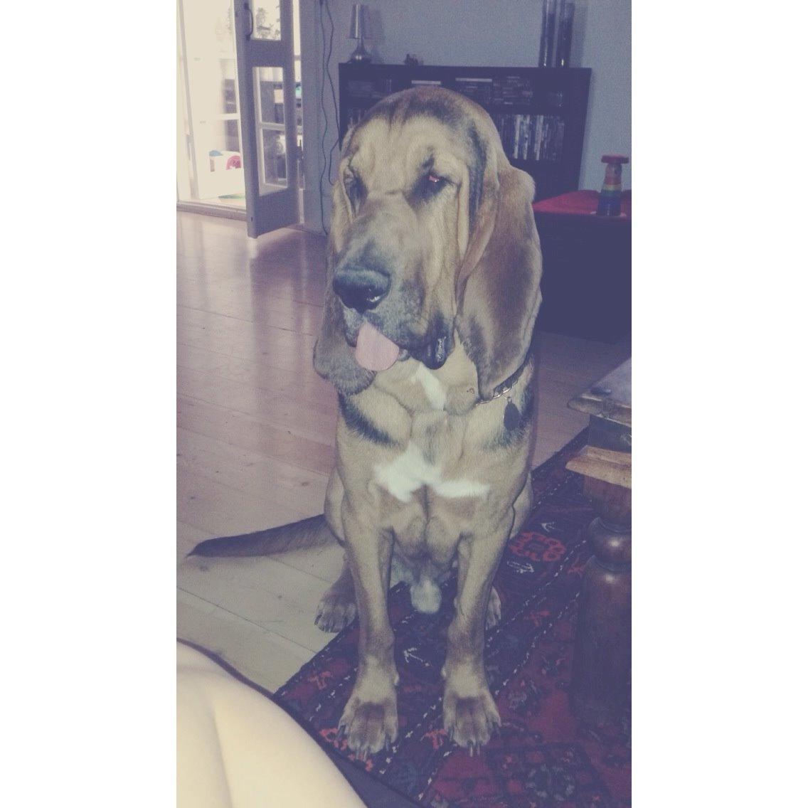 Blodhund Balder billede 23