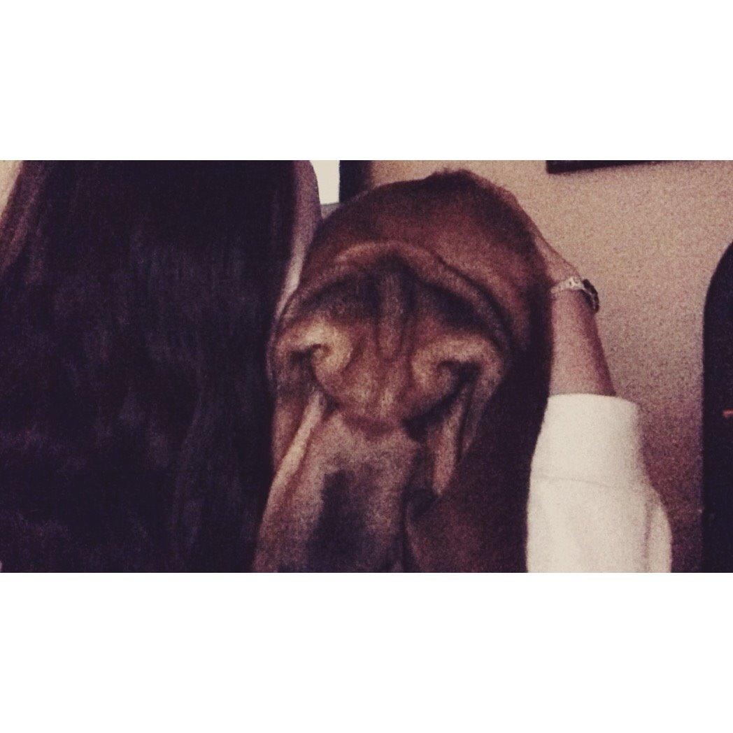 Blodhund Balder billede 22