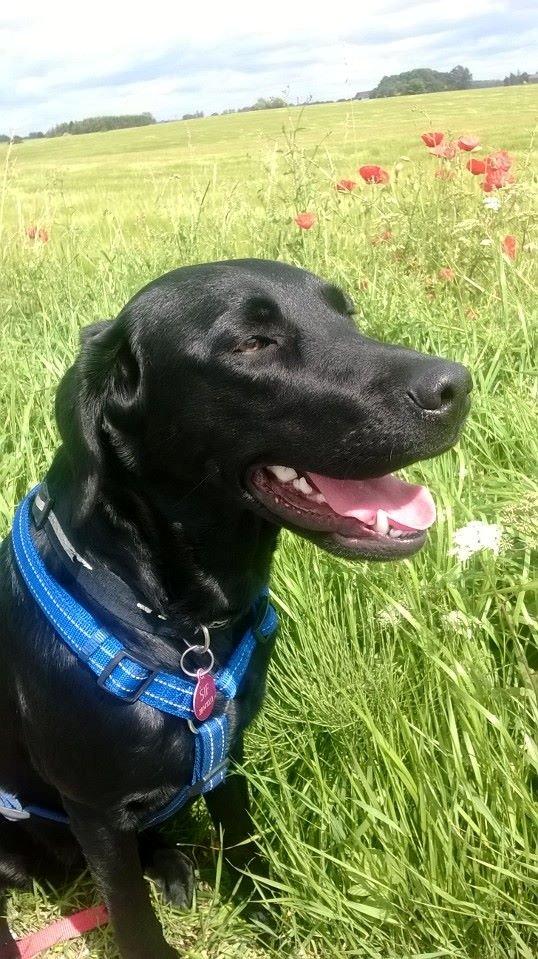 Labrador retriever Sif billede 27