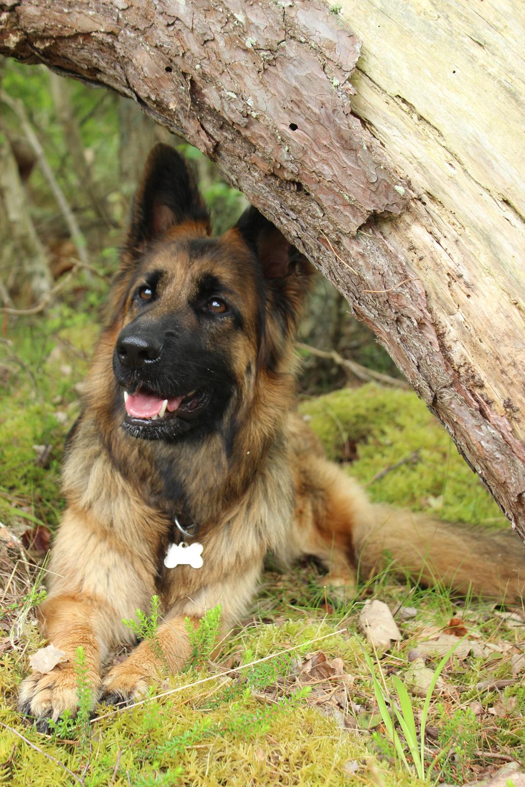 Schæferhund Vestegnen's Ciba billede 11