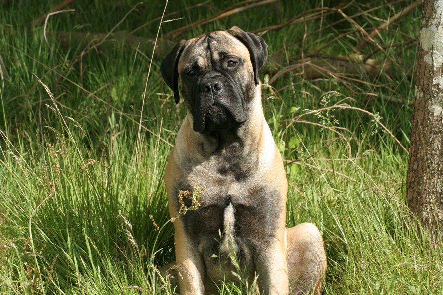 Bullmastiff Bullsaints Haress Al Dar - Barney ½ år - 44,9 kg  billede 39