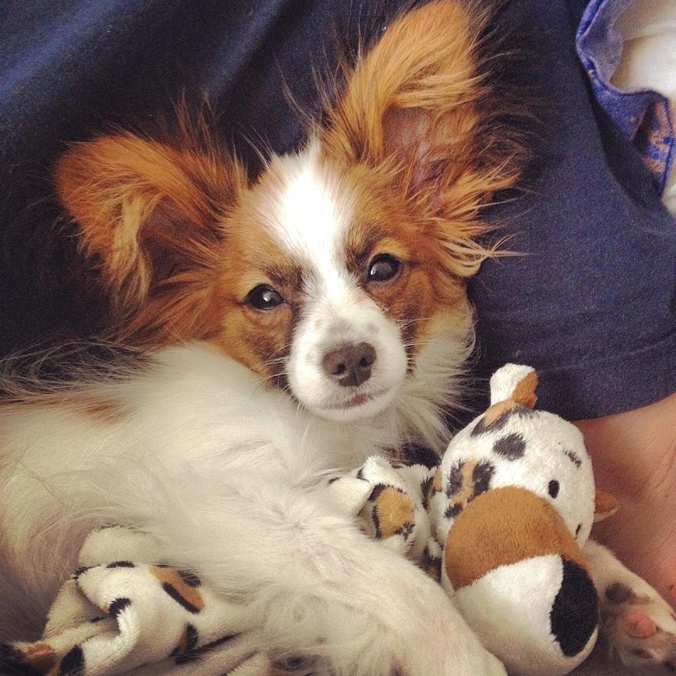 Papillon Askepot's Nemo "Louie" billede 11