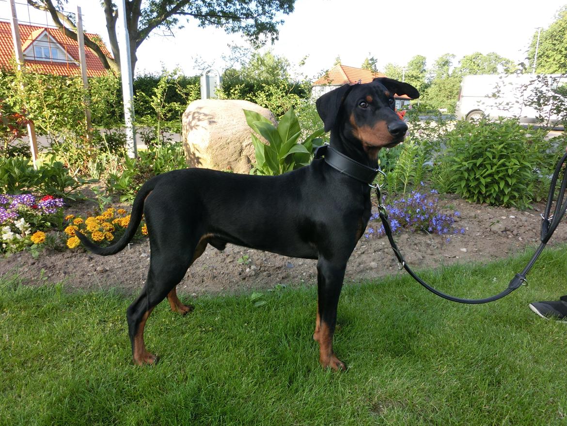 Tysk pinscher Cassis Heartbeat Jamie - Juni 2015 billede 13