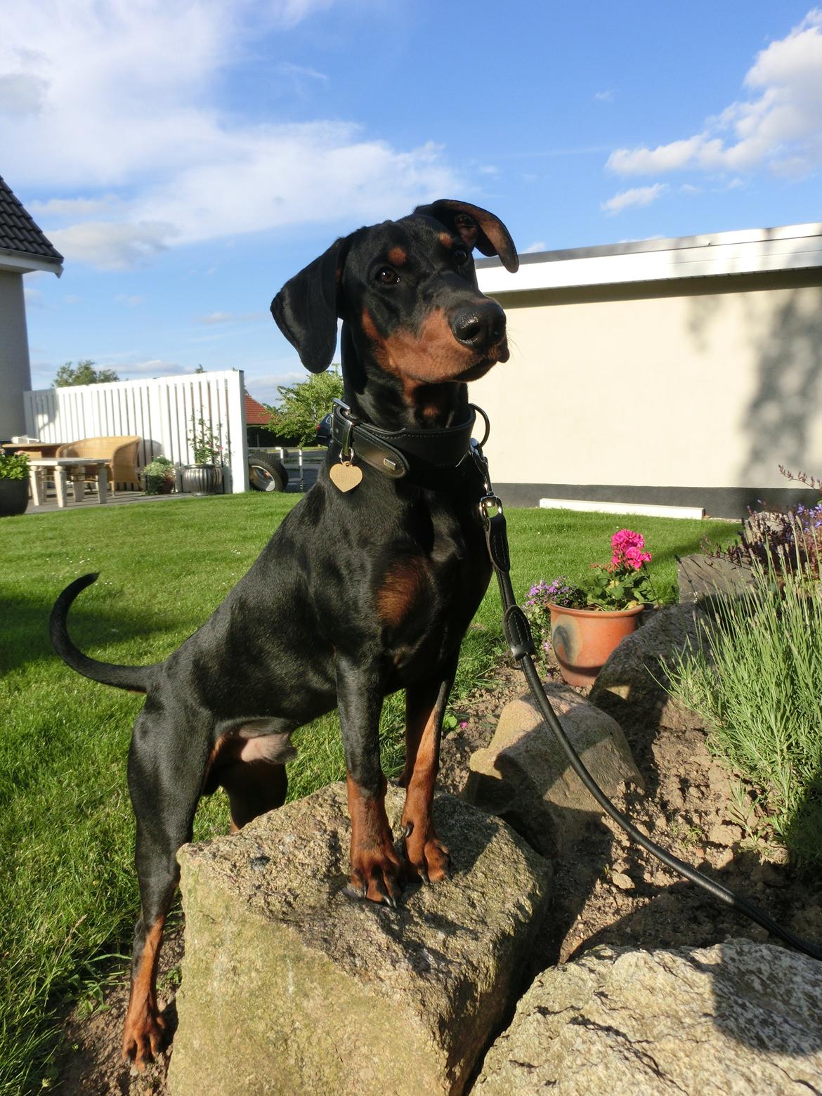 Tysk pinscher Cassis Heartbeat Jamie - Juni 2015 billede 14