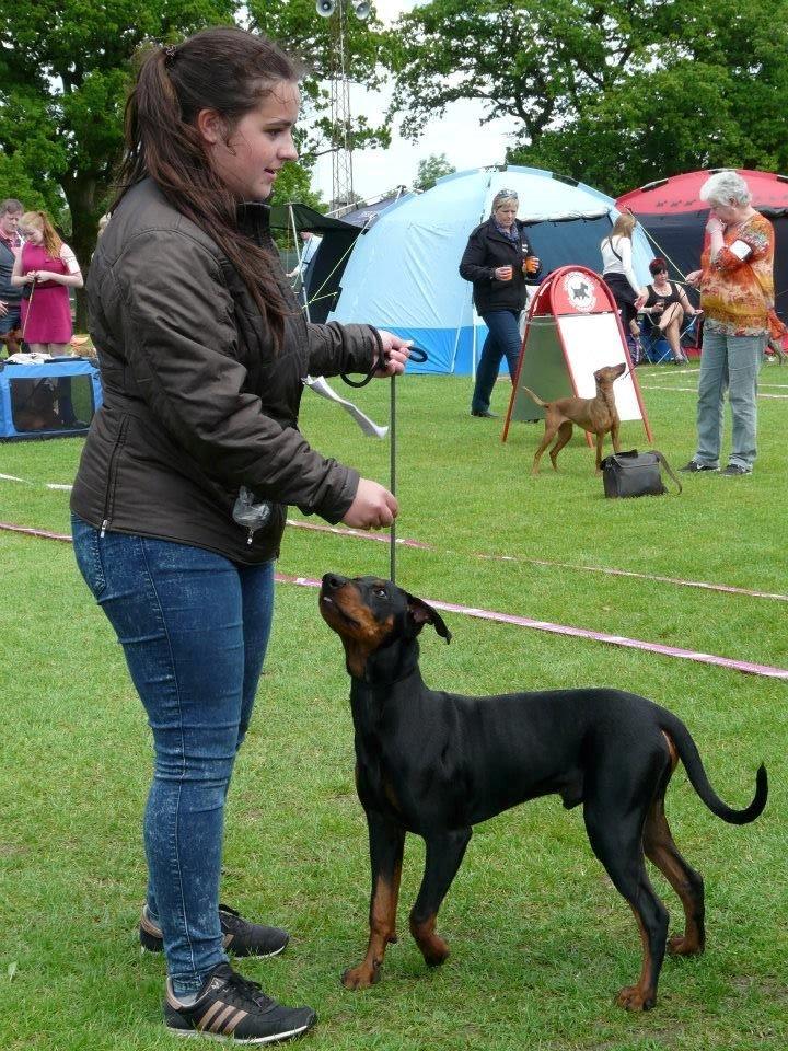 Tysk pinscher Cassis Heartbeat Jamie - DKK udstilling i Vejen, d. 20.-21. juni 2015 billede 12