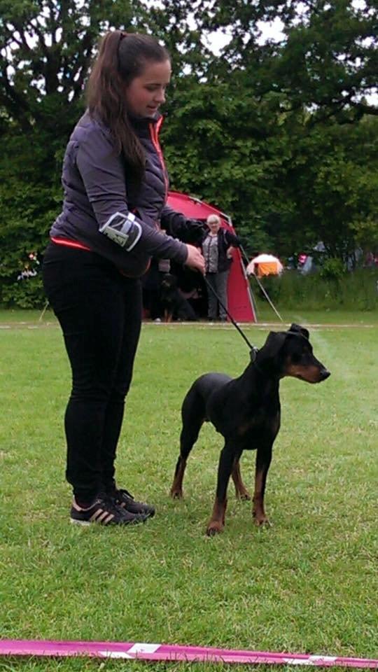 Tysk pinscher Cassis Heartbeat Jamie - DKK udstilling i Vejen, d. 20.-21. juni 2015 billede 11