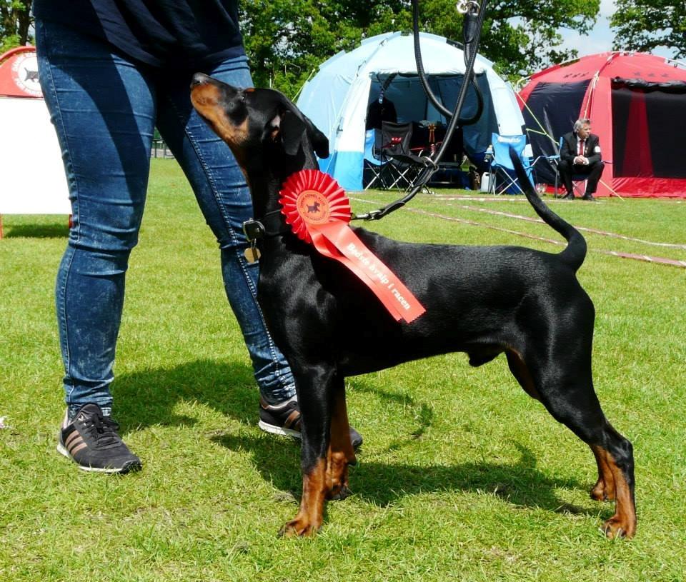 Tysk pinscher Cassis Heartbeat Jamie - DKK udstilling i Vejen, d. 20.-21. juni 2015 - BIR hvalp billede 6