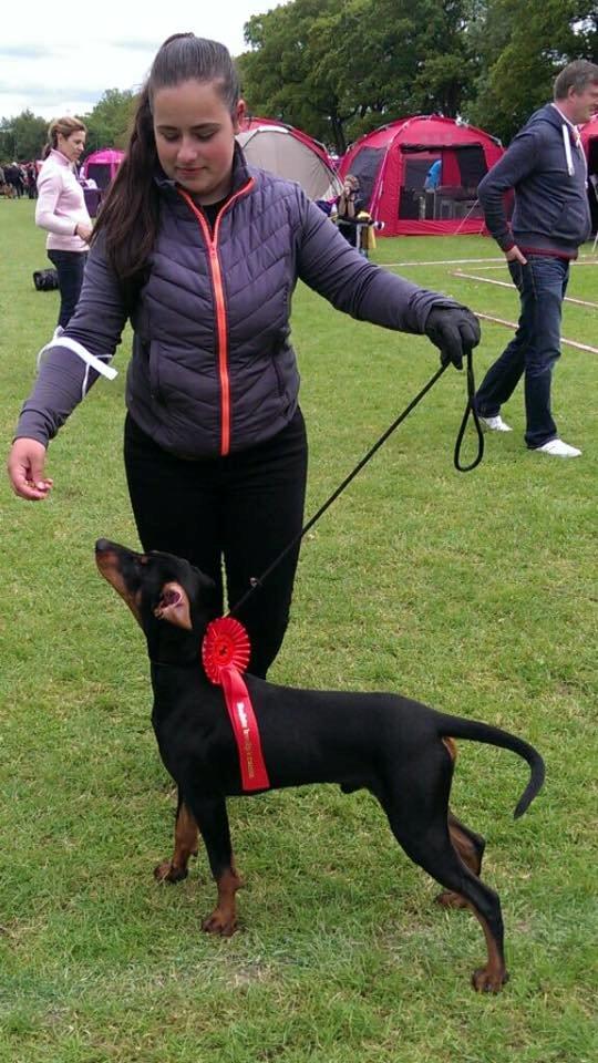 Tysk pinscher Cassis Heartbeat Jamie - DKK udstilling i Vejen, d. 20.-21. juni 2015 - BIR hvalp billede 10