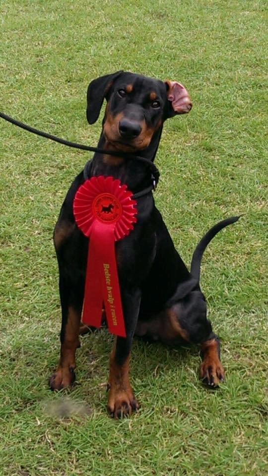 Tysk pinscher Cassis Heartbeat Jamie - DKK udstilling i Vejen, d. 20.-21. juni 2015 - BIR hvalp billede 8