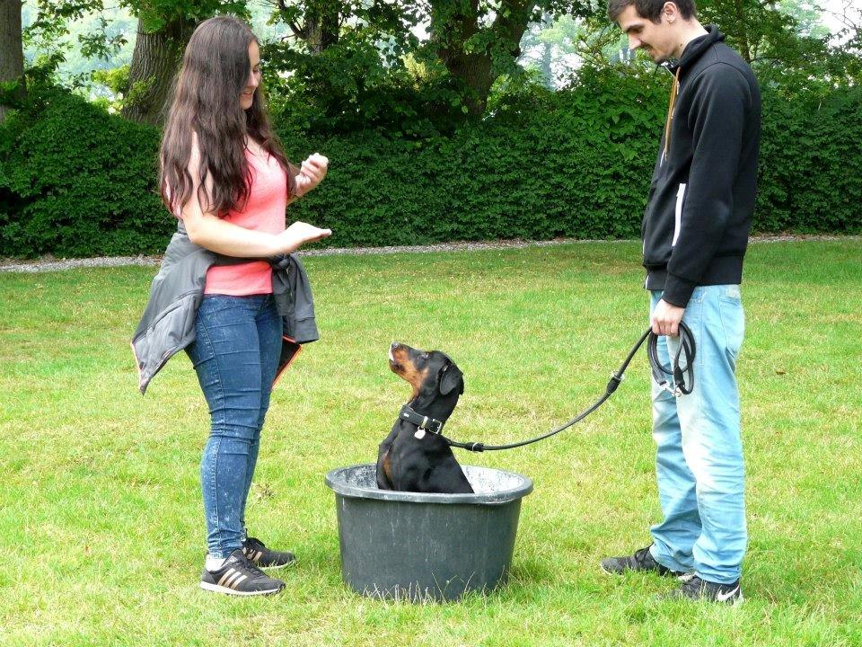 Tysk pinscher Cassis Heartbeat Jamie - Cassis Heartbeat, tysk pinscher træf 2015 - Sit i baljen, i første forsøg billede 5