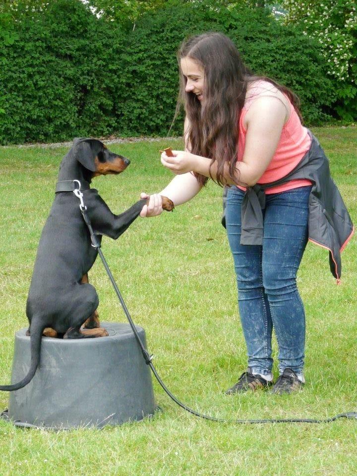 Tysk pinscher Cassis Heartbeat Jamie - Cassis Heartbeat, tysk pinscher træf 2015 - Giver pote på baljen billede 1