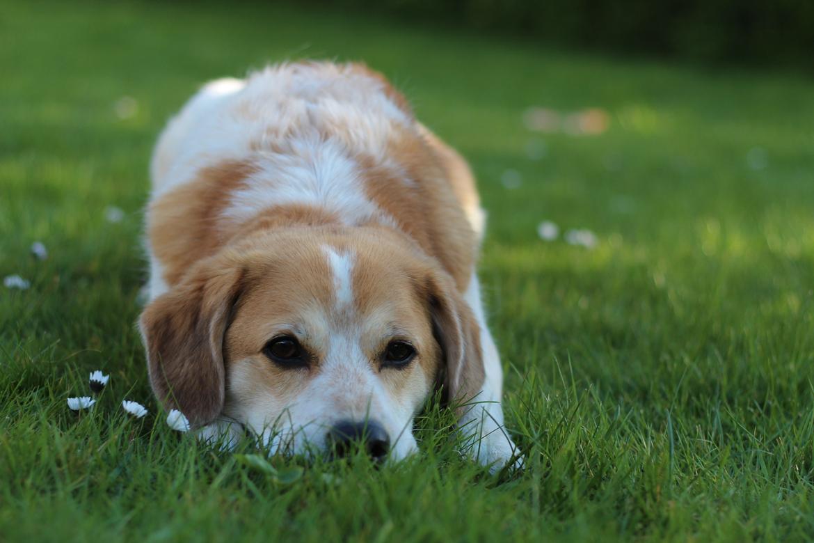 Blanding af racer Beagle/Japansk Spids-Futte billede 1