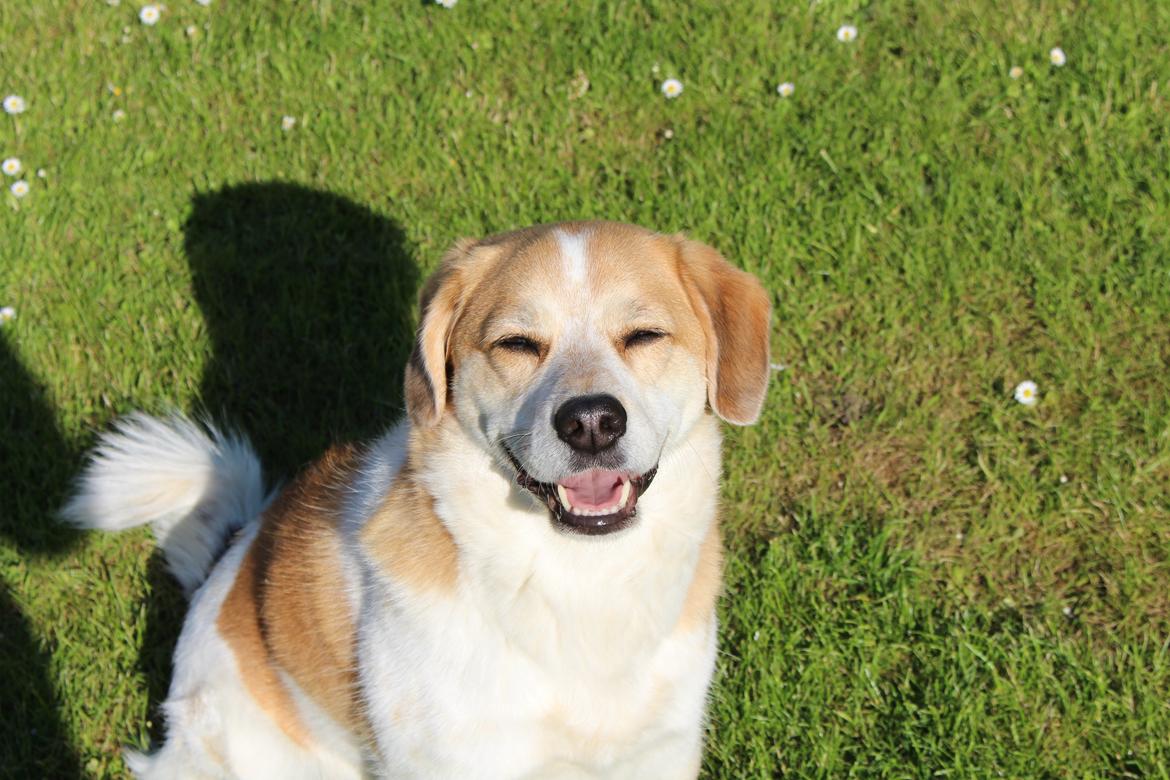 Blanding af racer Beagle/Japansk Spids-Futte billede 5