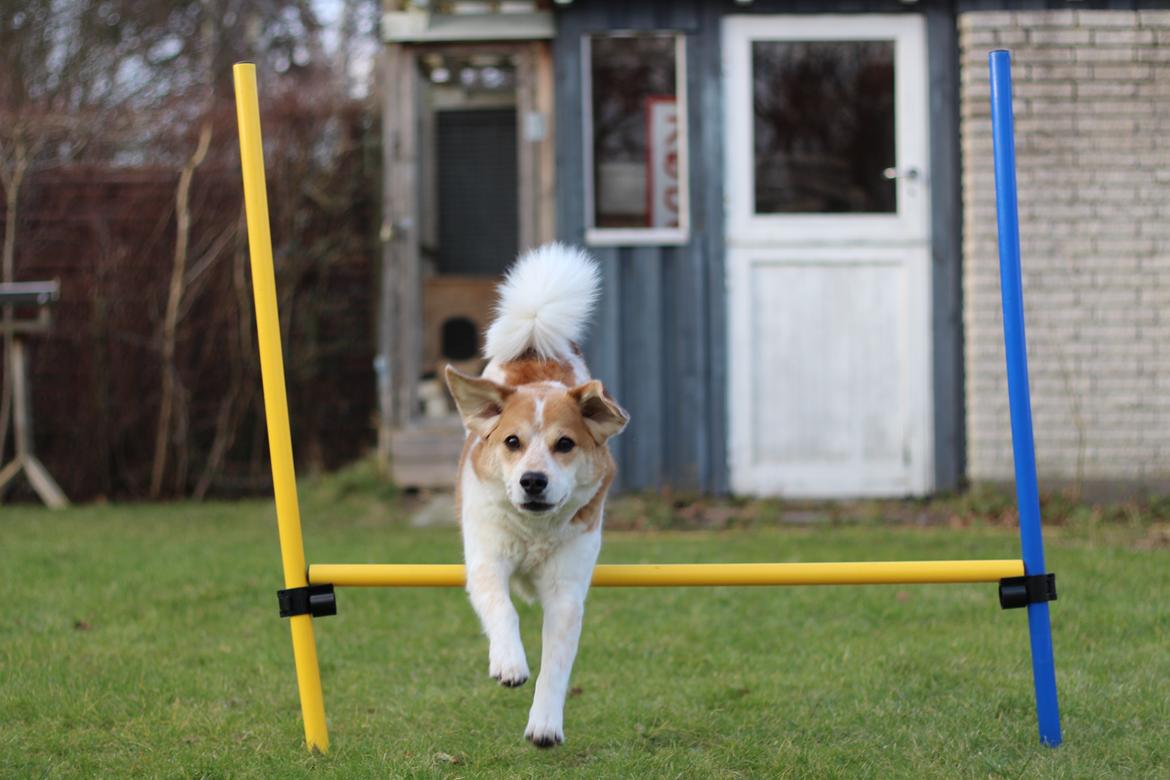 Blanding af racer Beagle/Japansk Spids-Futte billede 10