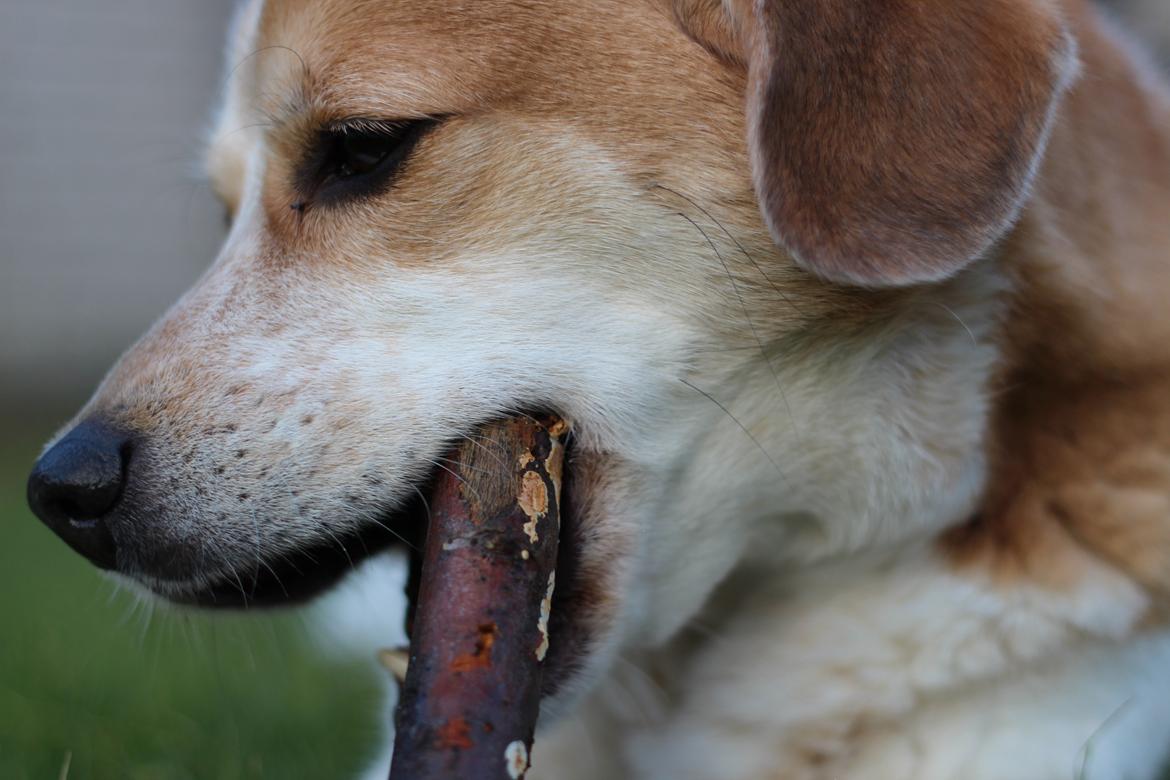 Blanding af racer Beagle/Japansk Spids-Futte billede 14