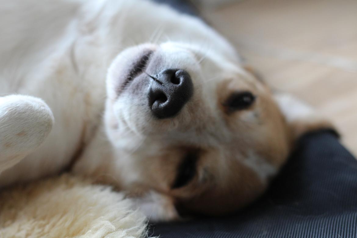 Blanding af racer Beagle/Japansk Spids-Futte billede 11