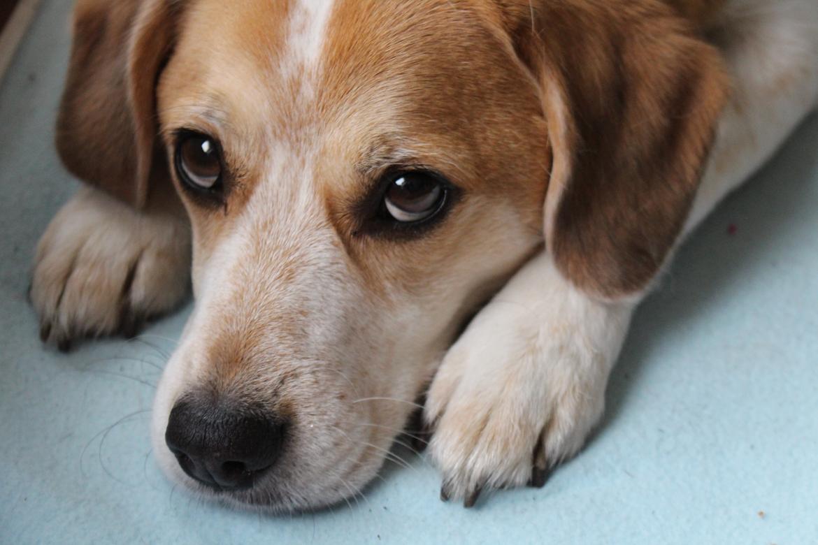 Blanding af racer Beagle/Japansk Spids-Futte billede 3