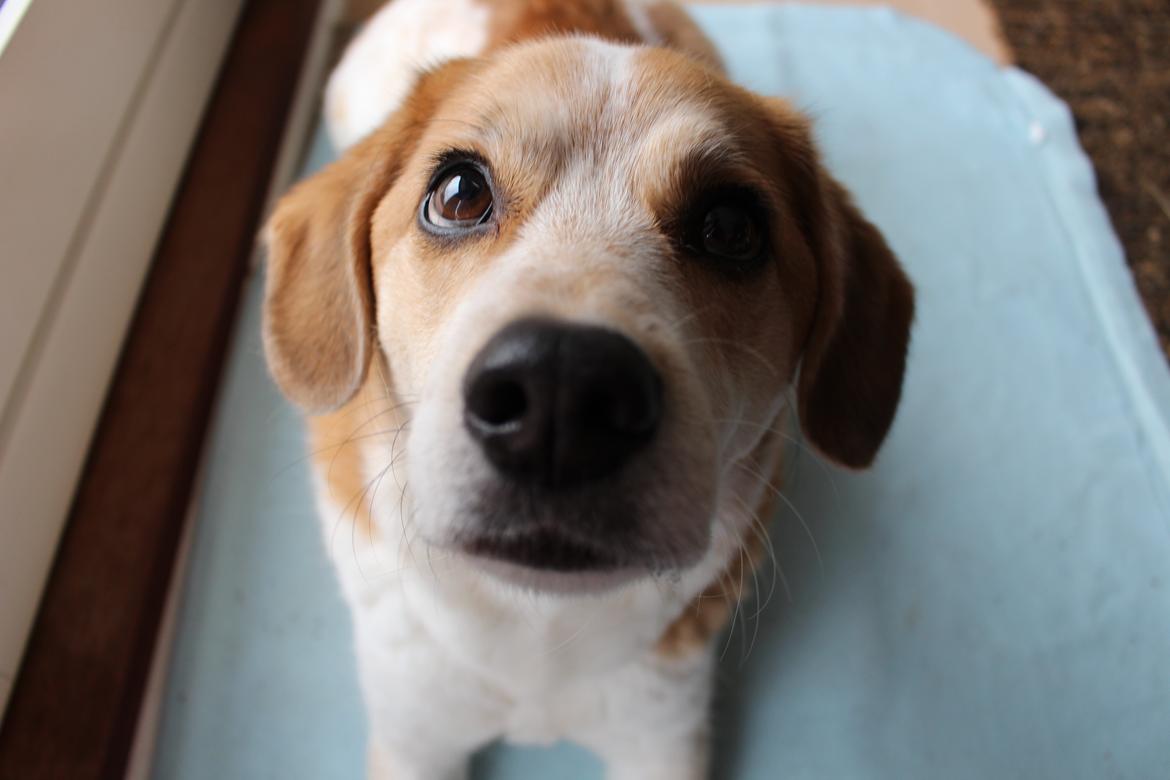 Blanding af racer Beagle/Japansk Spids-Futte billede 13