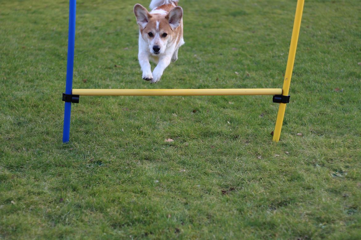 Blanding af racer Beagle/Japansk Spids-Futte billede 9