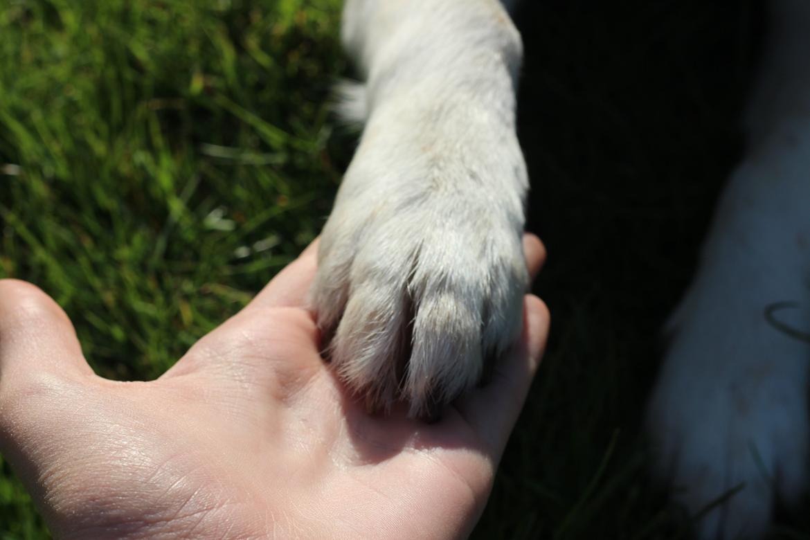 Blanding af racer Beagle/Japansk Spids-Futte billede 12