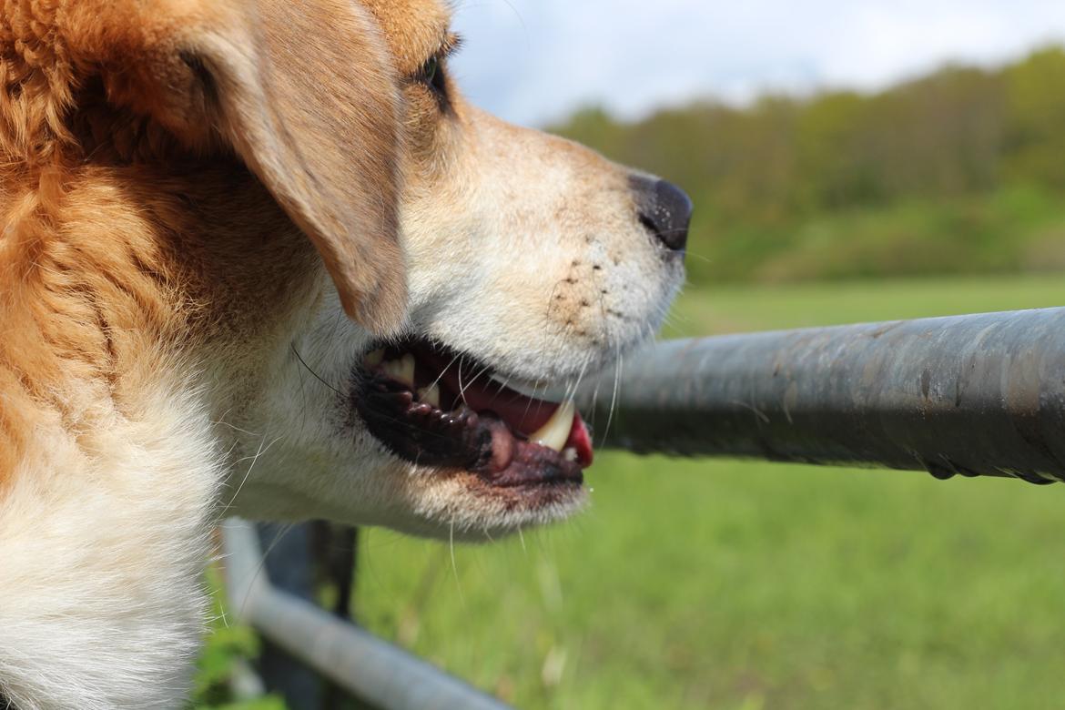 Blanding af racer Beagle/Japansk Spids-Futte billede 7