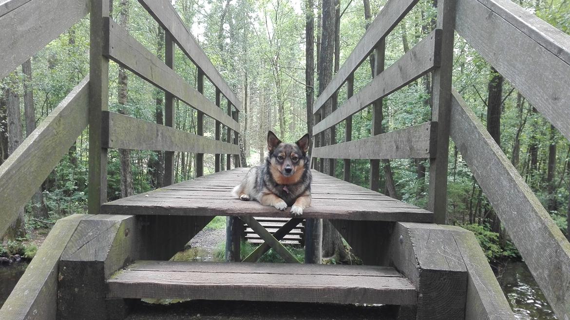 Västgötaspids Gaia R. I. P billede 31