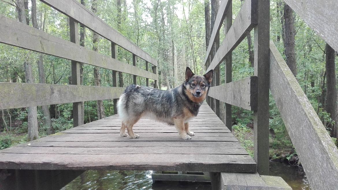 Västgötaspids Gaia R. I. P billede 32