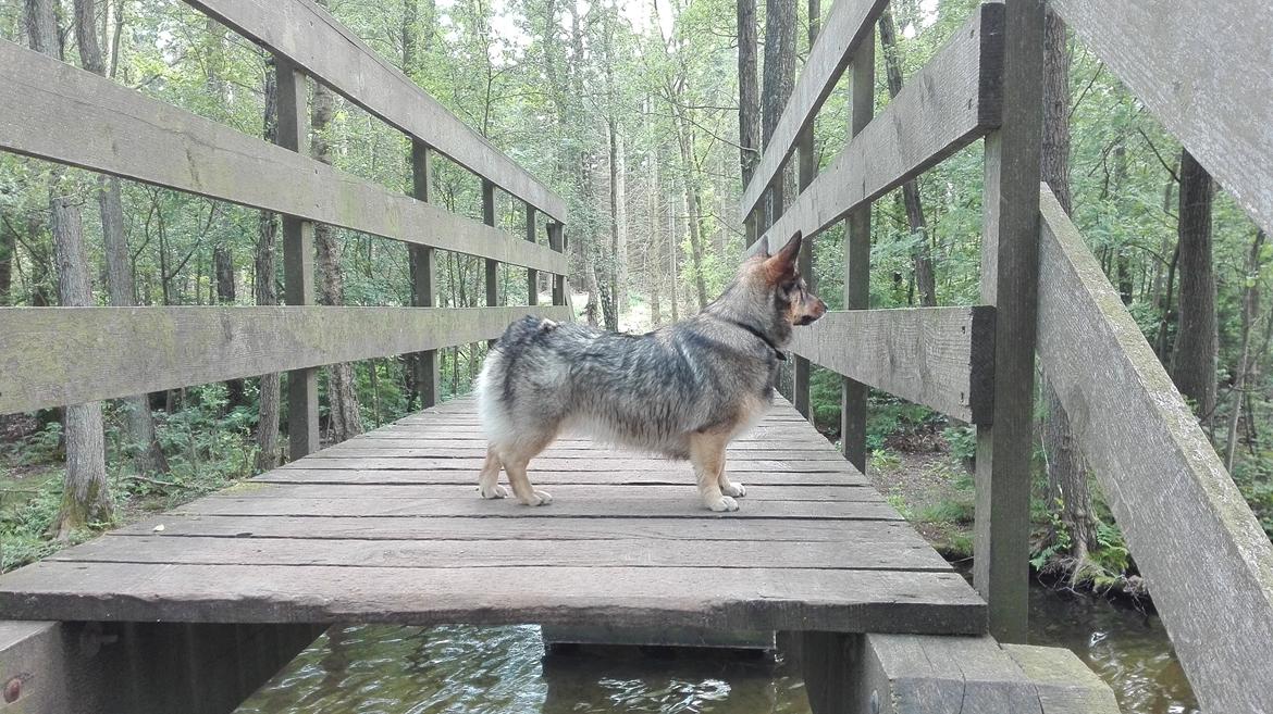 Västgötaspids Gaia R. I. P billede 33