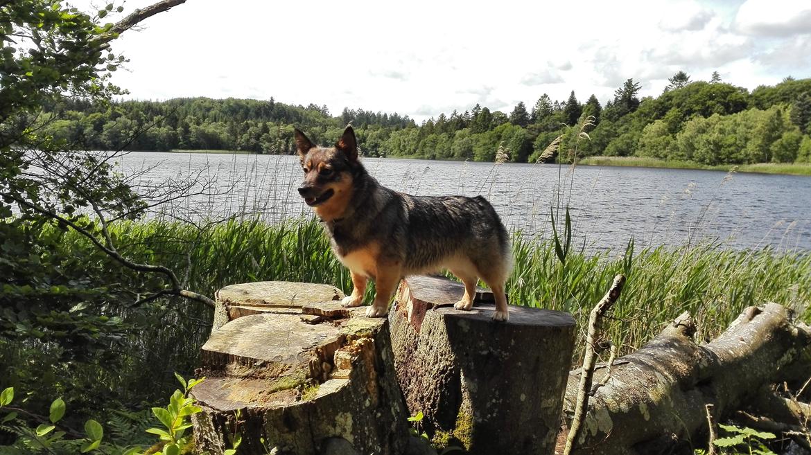 Västgötaspids Gaia R. I. P - Gaia d.29/06-2015 billede 1