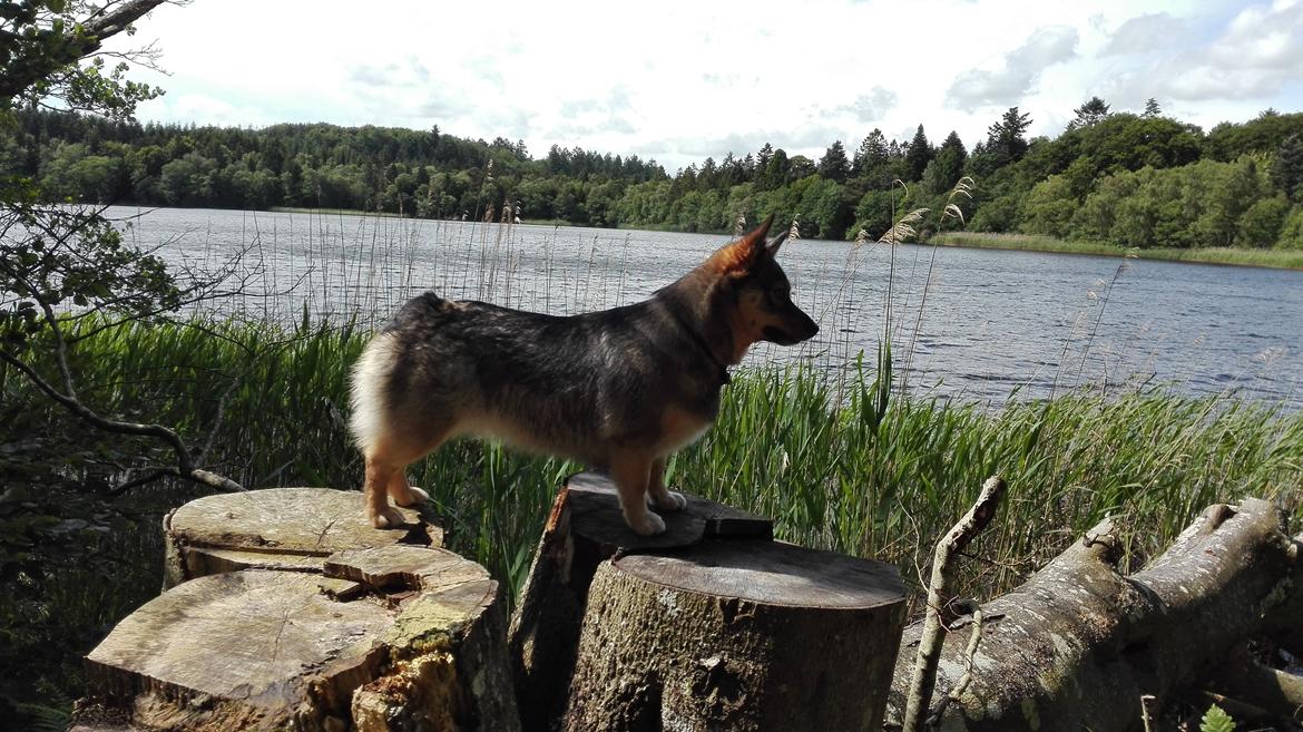 Västgötaspids Gaia R. I. P billede 35