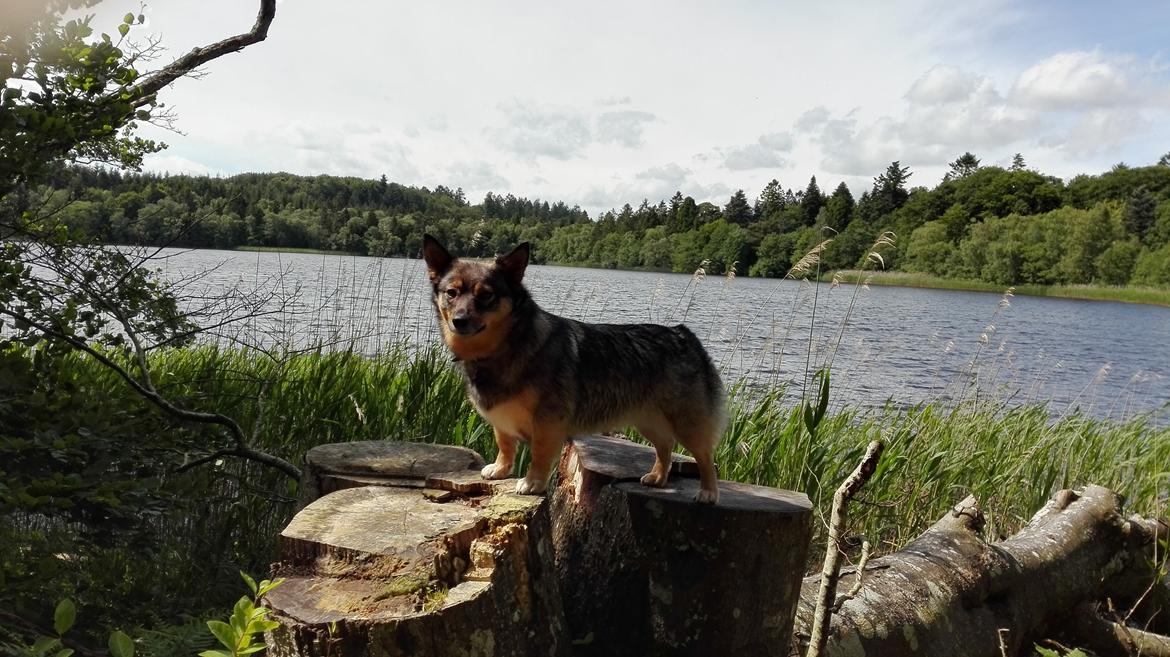 Västgötaspids Gaia R. I. P billede 34