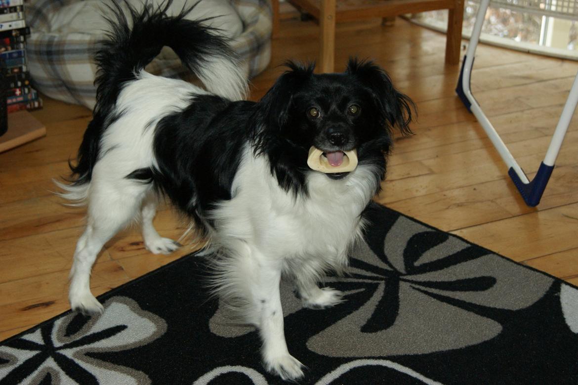 Blanding af racer Gibbz billede 1