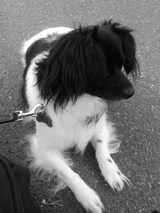 Blanding af racer Gibbz billede 2