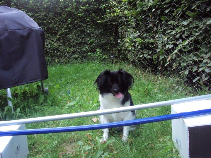 Blanding af racer Gibbz billede 3