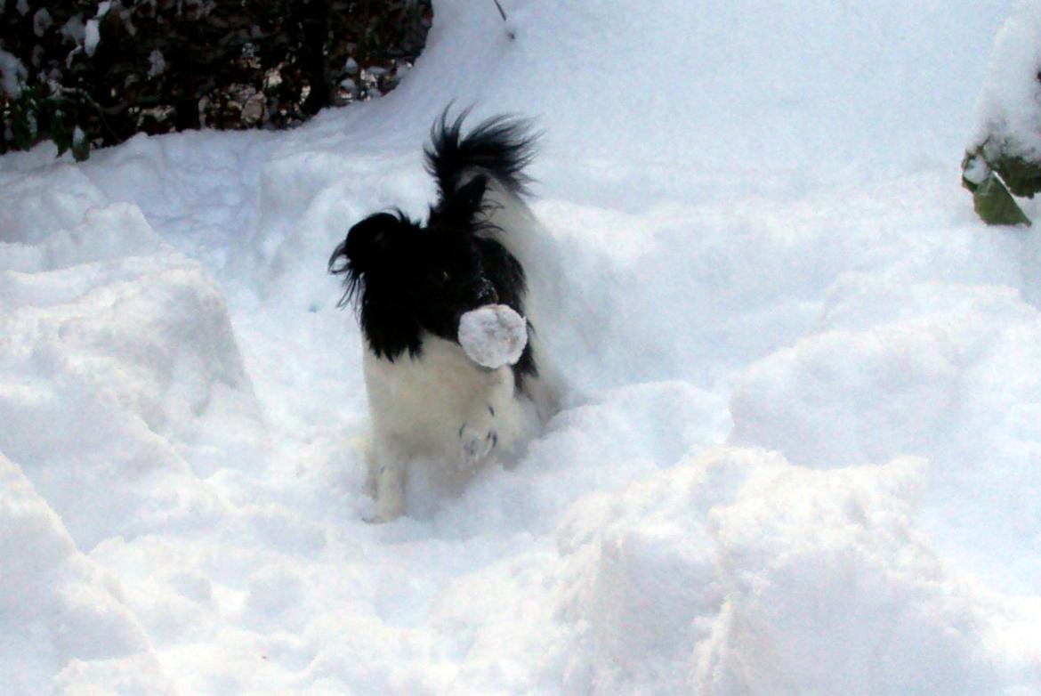 Blanding af racer Gibbz billede 4