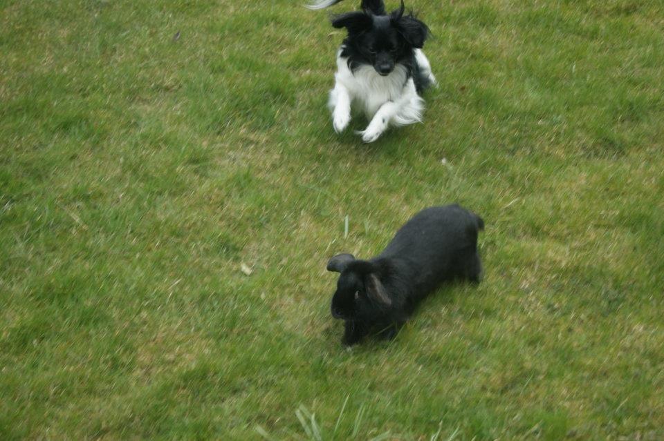 Blanding af racer Gibbz billede 5