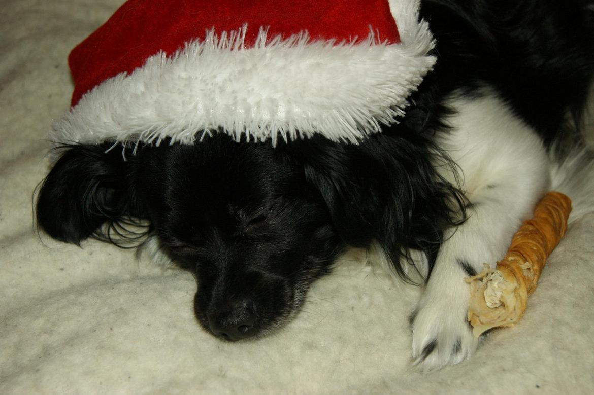 Blanding af racer Gibbz billede 6