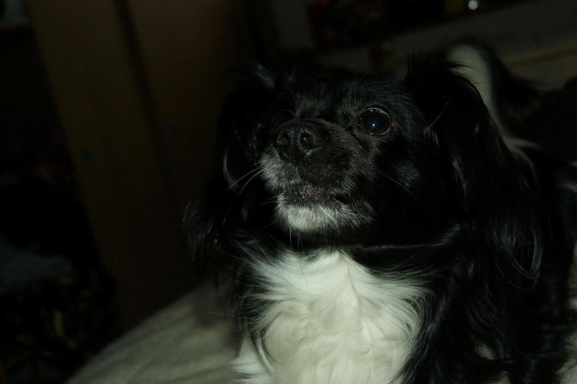 Blanding af racer Gibbz billede 7