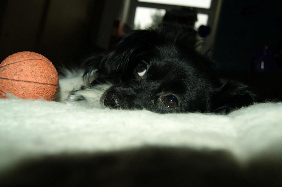 Blanding af racer Gibbz billede 8