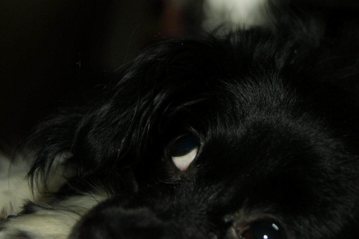 Blanding af racer Gibbz billede 9