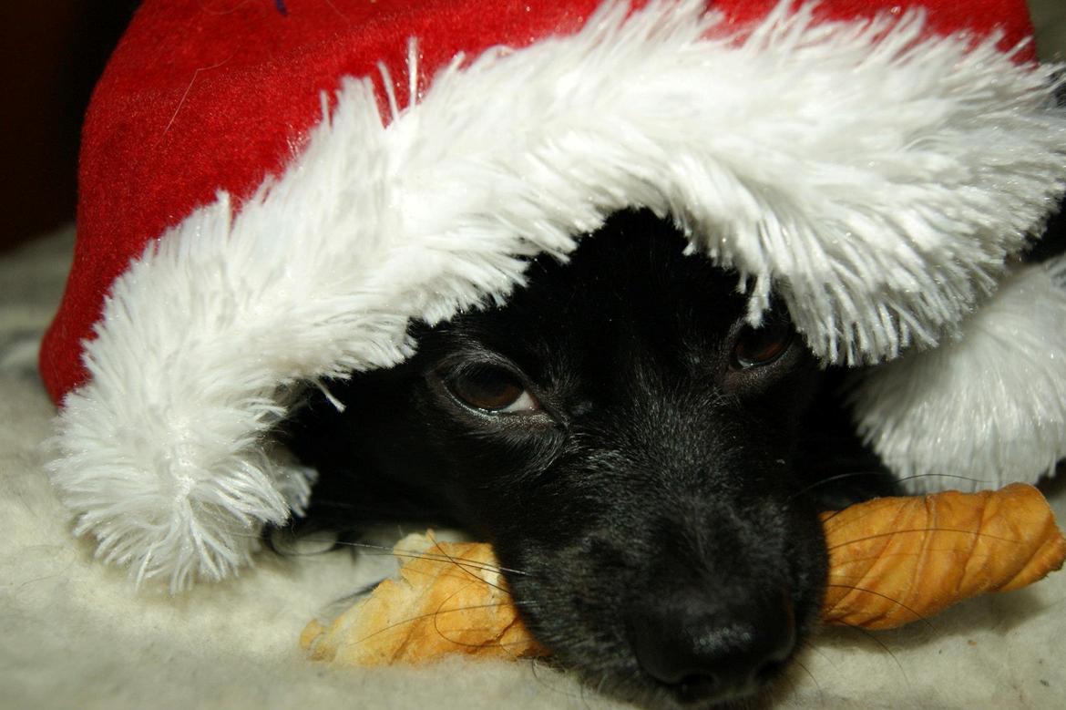 Blanding af racer Gibbz billede 10