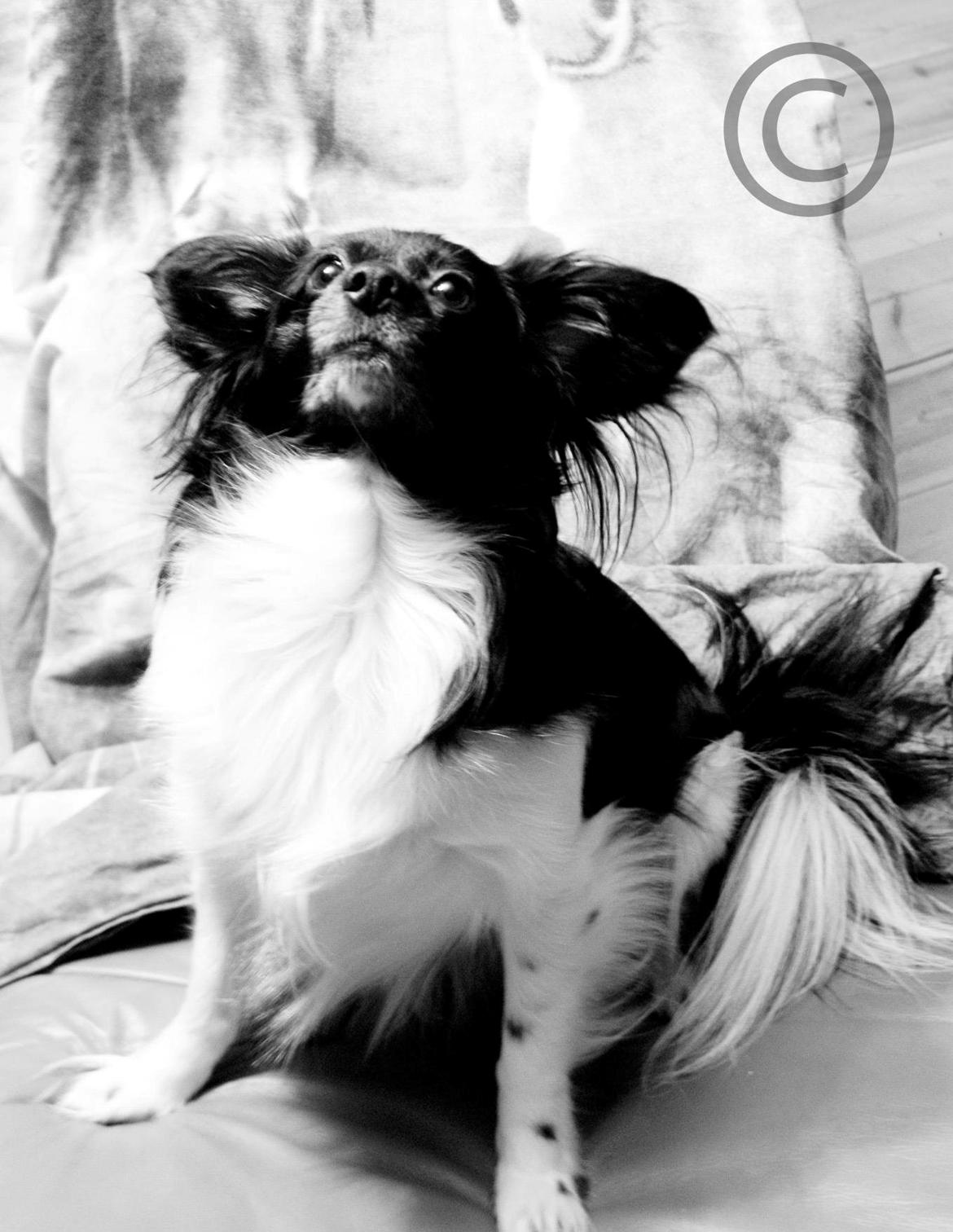 Blanding af racer Gibbz billede 11