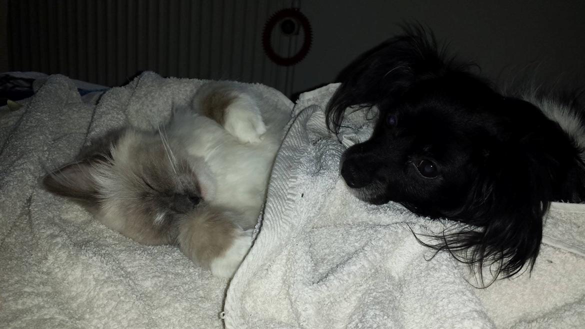 Blanding af racer Gibbz billede 12