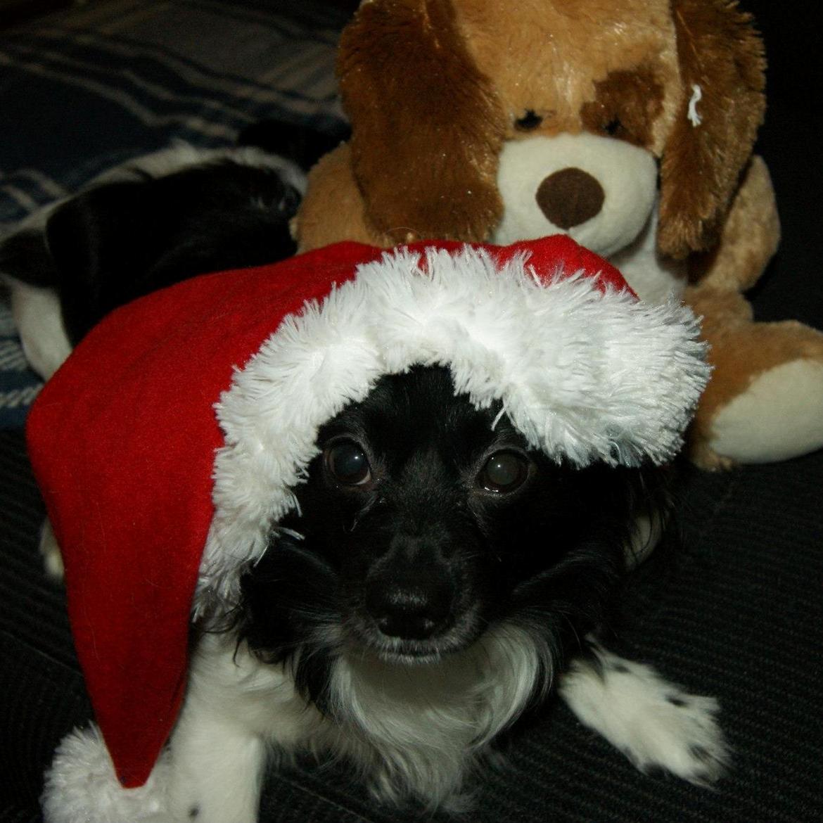 Blanding af racer Gibbz billede 13