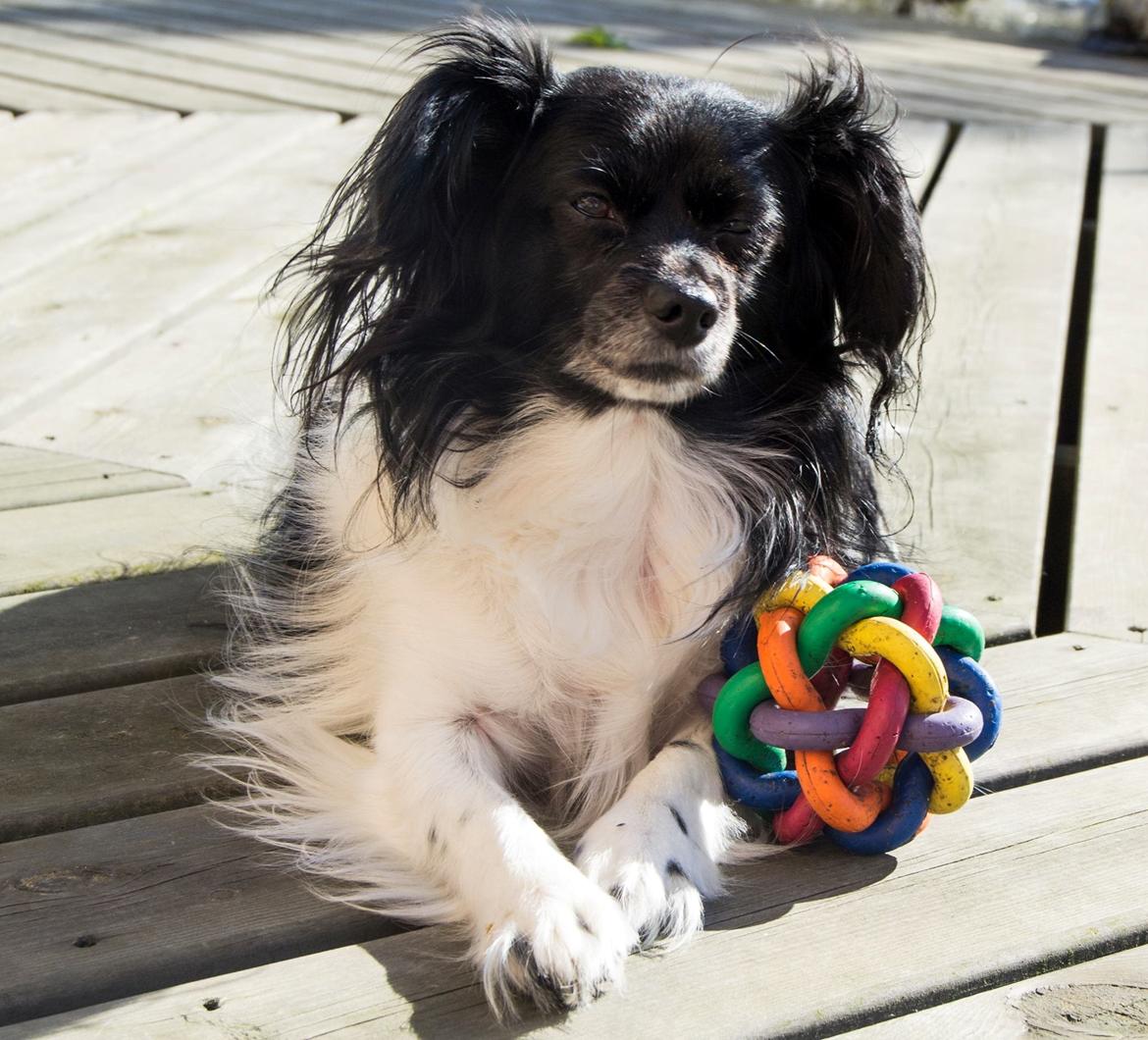 Blanding af racer Gibbz billede 14