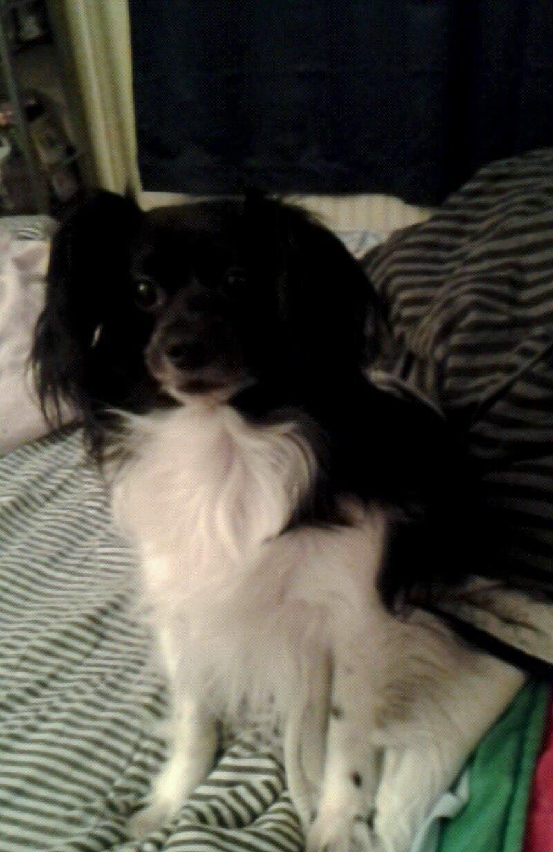 Blanding af racer Gibbz billede 15