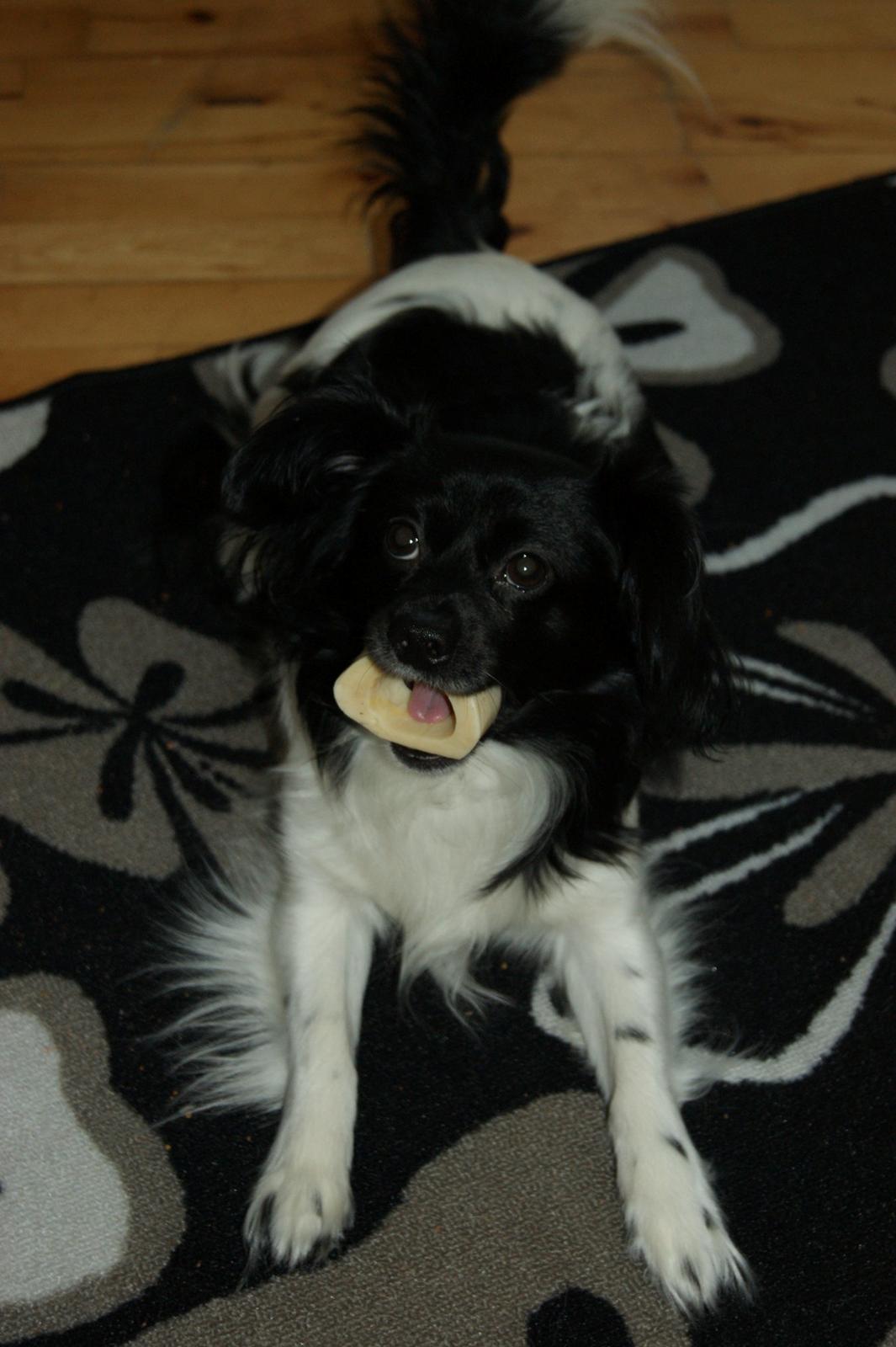 Blanding af racer Gibbz billede 16