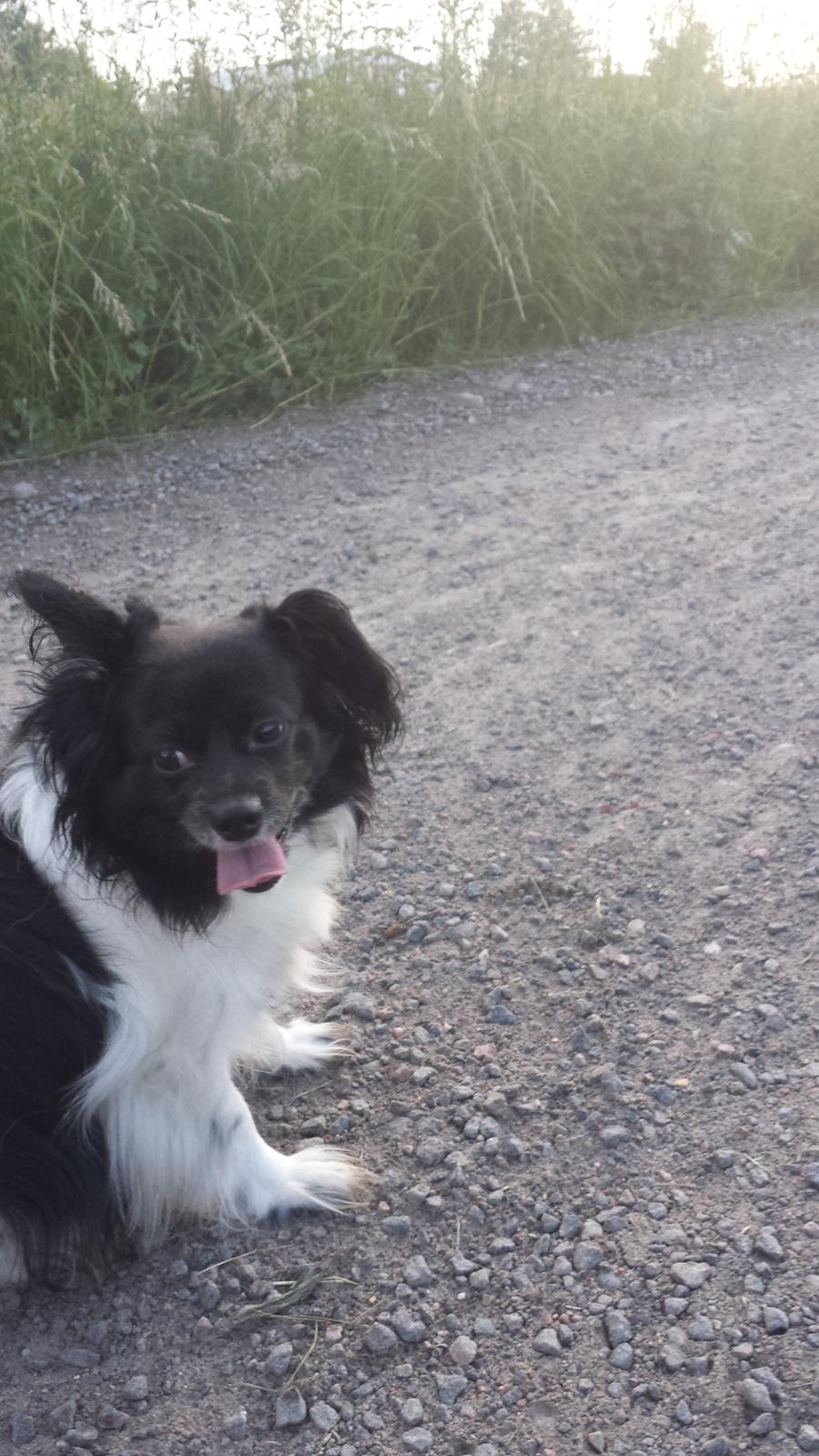 Blanding af racer Gibbz billede 17