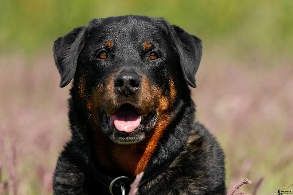 Rottweiler Balou billede 2