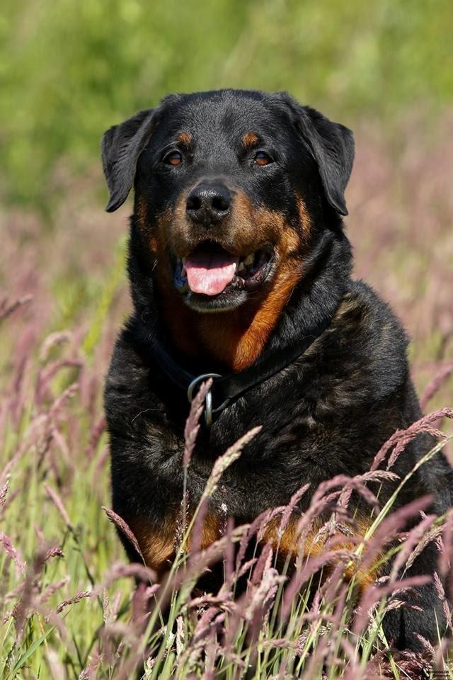 Rottweiler Balou billede 1